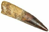Fossil Spinosaurus Tooth - Real Dinosaur Tooth #348614-1